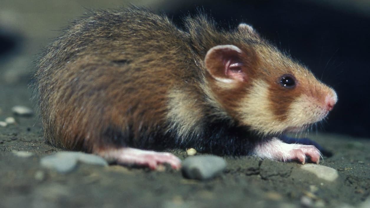 Grand hamster d'Alsace