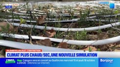 Observatoire de Haute-Provence : la simulation d'un climat plus chaud/sec