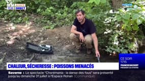 Alsace: la chaleur et la sécheresse créent des menaces pour les poissons