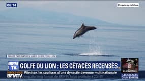 Combien y a-t-il de cétacés dans le parc naturel marin du Golfe du Lion ?