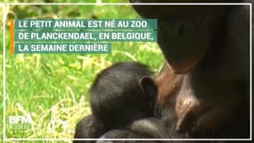 Ce bébé bonobo ne quitte pas les bras de sa mère
