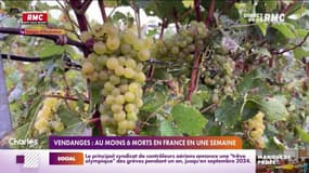 Vendanges: au moins six morts en France en une semaine