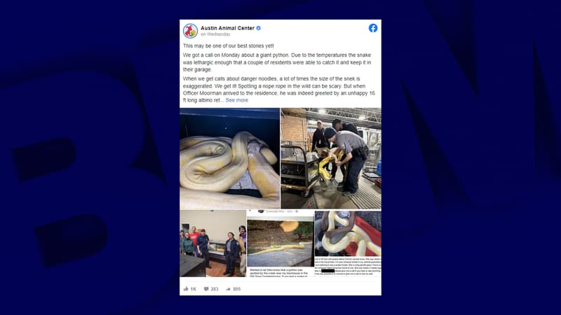 Un python albinos a été retrouvé dans les rues d'Austin aux États-Unis