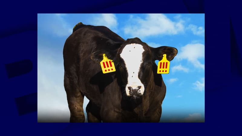 "Ce malaise est le but recherché": aux États-Unis, une performance artistique va transformer un veau en sacs à main