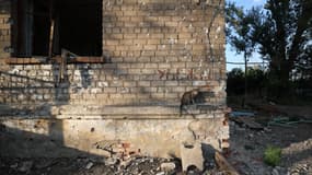 Un chat dans les ruines du village ukrainien de Chasiv Yar, dans la région de Donetsk, le 24 juillet 2024
