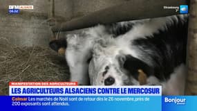 Alsace: les agriculteurs contre le projet d'accord entre l'Union européenne et le Mercosur