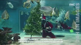 En Hongrie meme les poissons ont droit à leur sapins et aux cadeaux
