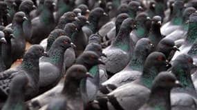 Le gouvernement pourrait proposer des mesures qui dépasseraient les revendications des entrepreneurs "pigeons"