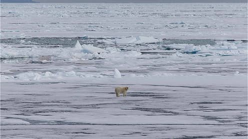 Un ours sur la banquise