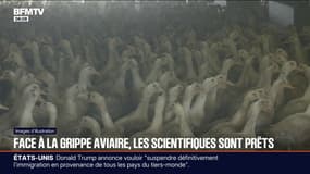 "Le pire scénario serait que le virus devienne capable de se transmettre d'homme à homme": face à la transmission de la grippe aviaire à des mammifères, les scientifiques restent en alerte 