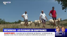 Les élevages de vaches charolaises en souffrance à cause de la sécheresse