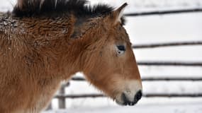 Un cheval de Przewalski dans un champ à Tchernobyl, le 22 janvier 2016. 