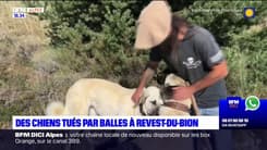 Alpes-de-Haute-Provence: deux chiens tués par balles à Revest-du-Bion
