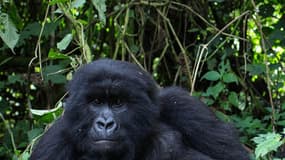 Gorilles au Rwanda, le 27 décembre 2014.