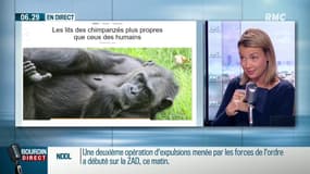 Le lit des chimpanzés est bien plus propre que le nôtre!