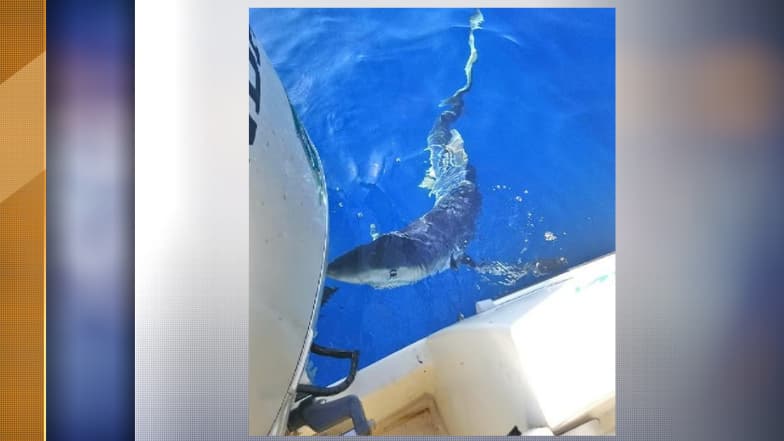 Le requin