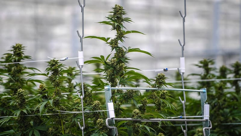 Le Canada autorise la vente de cannabis comestible