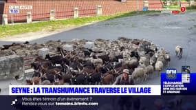 Alpes-de-Haute-Provence: la transhumance a traversé le village de Seyne