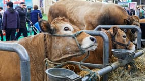 Les visiteurs devant des vaches de race limousine lors Salon de l'agriculture, à Paris, le 25 février 2024 (photo d'illustration).