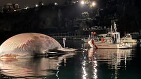 Photo de la baleine dans le port de Sorrente le 20 janvier 2021