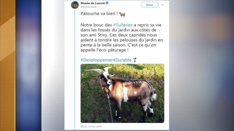 Le bouc Patouche a pu rejoindre le jardin des Tuileries.