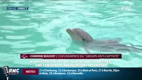 Une centaine d’associations appellent à manifester à Antibes pour dénoncer la captivité des animaux 
