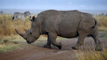 Si l'Afrique du Sud, qui abrite la quasi totalité des derniers rhinocéros du continent, ne parvient pas à inverser la tendance, le nombre de rhinocéros tués par les braconniers pourrait dépasser les 1.000 en 2014 et surpasser ainsi le nombre de naissances