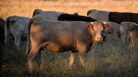Tous les ans, 60.000 vaches seraient touchées par des maladies liées à la pollution des champs.