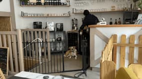 Toutouccino, qui a ouvert ses portes le 9 mai dernier, est le premier bar à chiens d'Île-de-France.