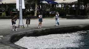 Des personnes prenant en photo les poisons morts flottant à la surface dans le port de Volos, le mercredi 28 août.