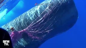 Un énorme cachalot pris au piège dans un filet de pêche sauvé par des garde-côtes italiens