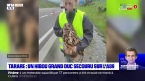 Rhône: un hibou Grand-Duc secouru sur l'A89 à Tarare