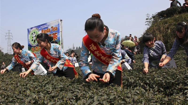Dans la province chinoise du Sichuan, première récolte du thé le plus cher au monde, fertilisé avec des excréments de panda. Le produit sera commercialisé en paquets de 50 grammes, à 22.000 yuans (environ 2.650 euros), soit quelque 160 euros pour une simp