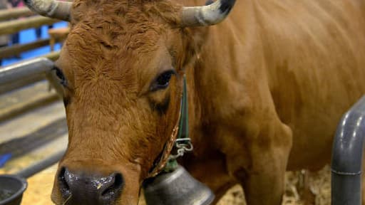 Bella, la vache star du Salon qui figure sur les affiches a été carressé par de nombreux politiques.