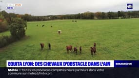 Ain: un haras prépare les chevaux au saut d'obstacles