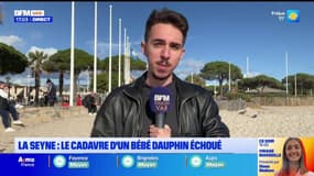 La-Seyne-sur-Mer: ce que l'on sait du cadavre de delphineau retrouvé échoué