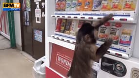 Un petit singe se sert un verre au distributeur