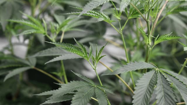 Des feuilles de marijuana.