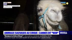 Cannes: les animaux du cirque attisent la polémique