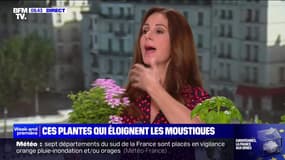 Ces plantes qui éloignent les moustiques - 09/06