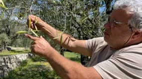 Jean-Philippe Frère est oléiculteur et président de la FDSEA dans les Alpes-Maritimes.