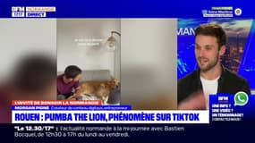 Rouen: Pumba the lion, un phénomène sur TikTok