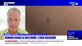 Bas-Rhin: l'ARS se veut rassurante après le signalement de cas de dengue