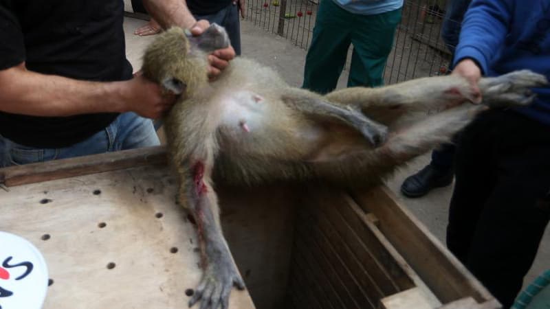 Un singe du zoo de Gaza 