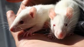 Contaminée, l'alimentation des rats de laboratoire fausserait les résultats des études de toxicité. (Illustration)