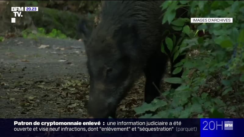 Marseille: une battue organisée pour contrer la prolifération des sangliers