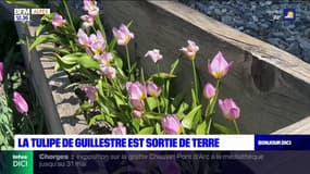 Hautes-Alpes: le jardin des tulipes de Guillestre est de retour