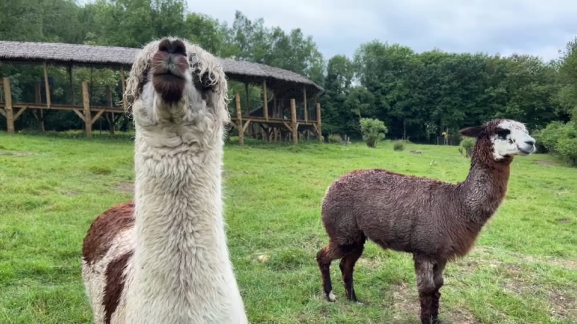 Pont de l'ascension: jusqu'à 20. 000 visiteurs attendus au zoo de cerza, oasis pour animaux menacés