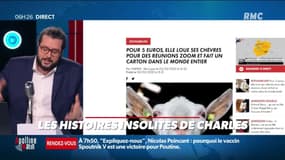 Louer une chèvre ou un lama pour animer vos visioconférences, ça vous branche ?