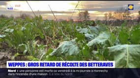 Gros retard de récolte des betteraves après les inondations dans le Nord-Pas-de-Calais